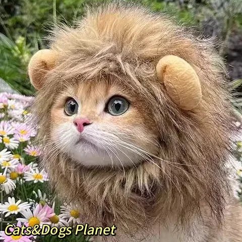 Cute Cat Hat Plush – Winter Knitted Pet Hat for Puppies & Kittens, Cosplay & Party Accessories - WAREHOUSE SHOP