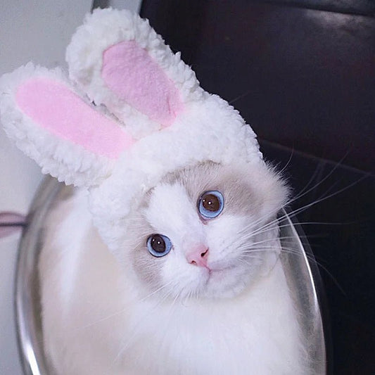 Cute Cat Hat Plush – Winter Knitted Pet Hat for Puppies & Kittens, Cosplay & Party Accessories - WAREHOUSE SHOP