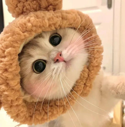 Cute Cat Hat Plush – Winter Knitted Pet Hat for Puppies & Kittens, Cosplay & Party Accessories - WAREHOUSE SHOP